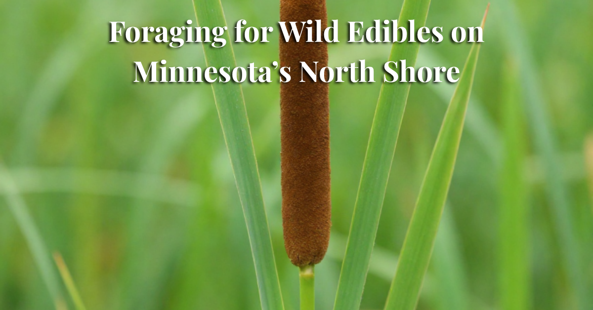 Cattail growing in a marsh on Minnesota's North Shore with text overlay reading Foraging for Wild Edibles on Minnesota's North Shore