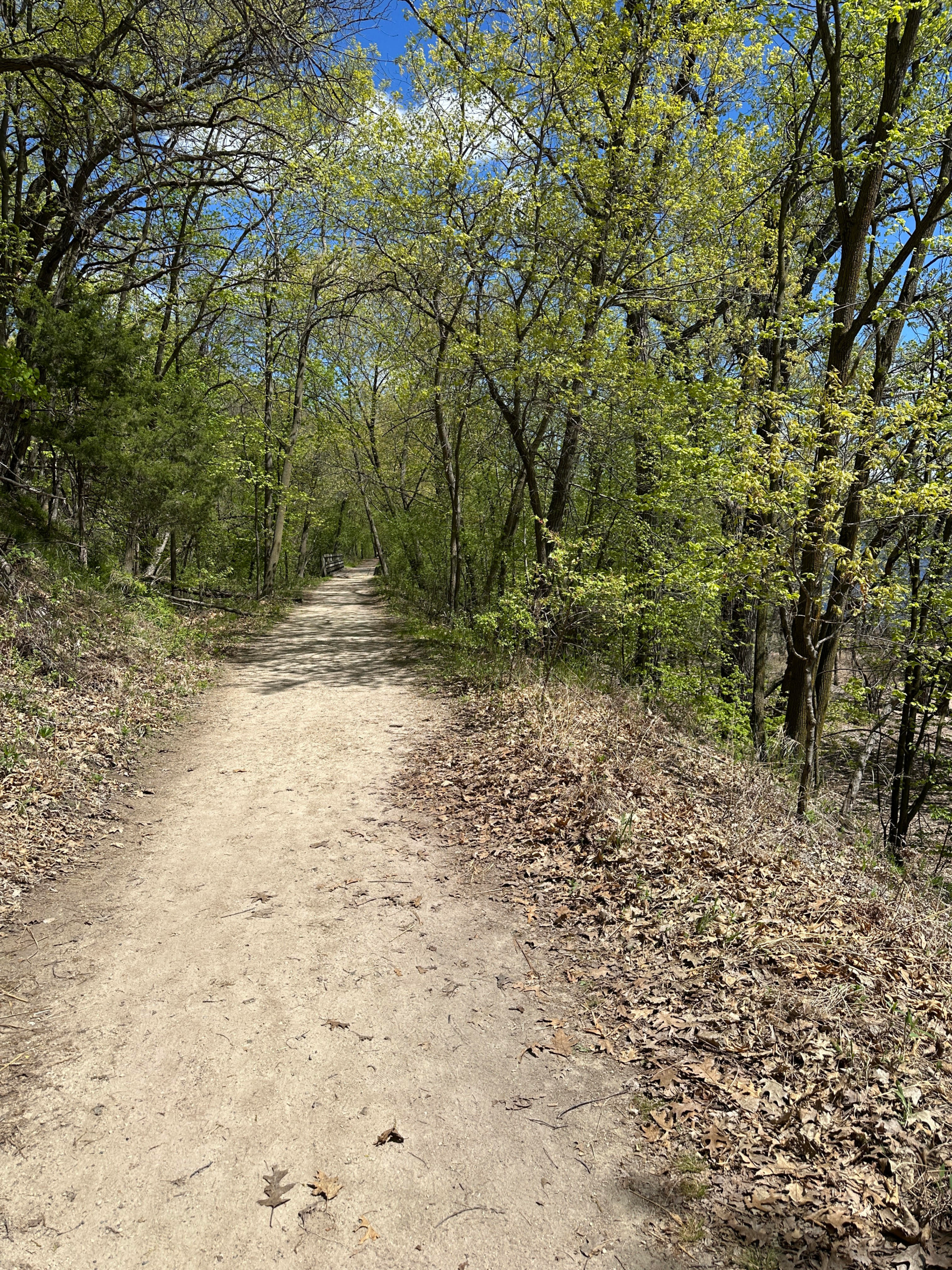Tree-lined dirt hiking trail at Afton State Park near the Twin Cities in spring
